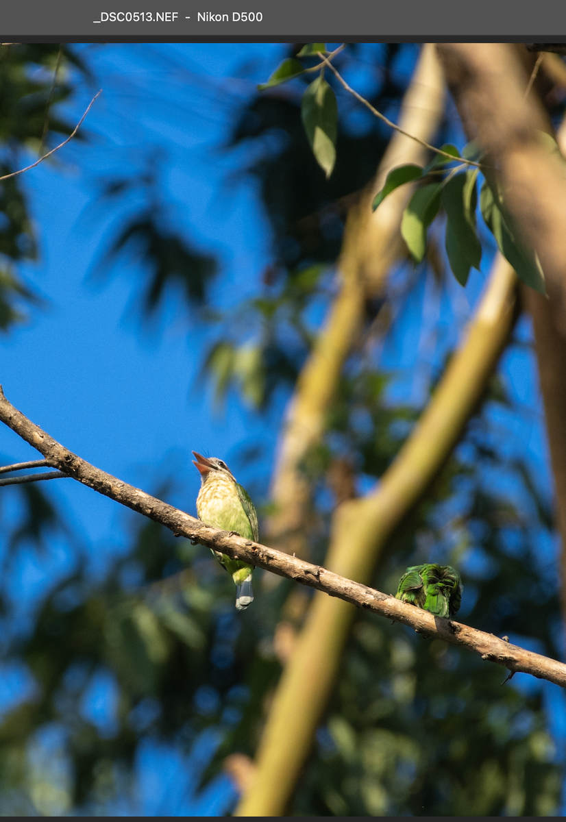 White-cheeked Barbet - Siva Chandra  AV