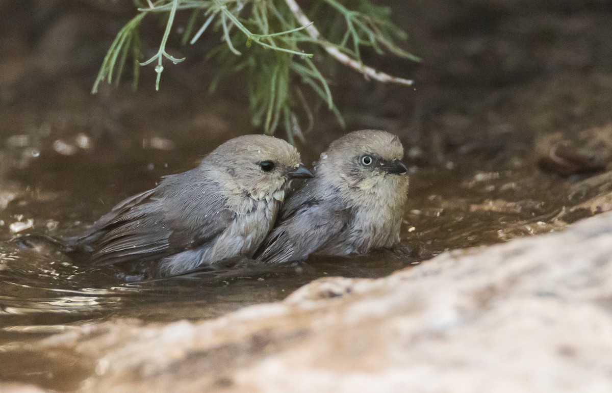 Bushtit - ML58255591