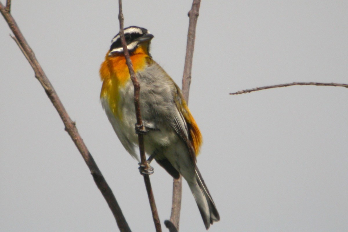 Western Spindalis (Cuban) - Stephen and Felicia Cook