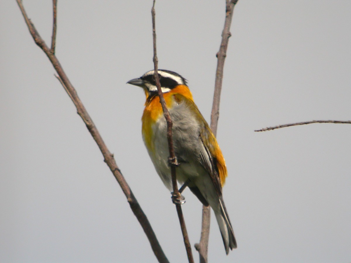 Western Spindalis (Cuban) - Stephen and Felicia Cook