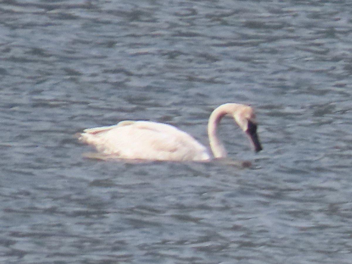 Trumpeter Swan - Barry Kinch