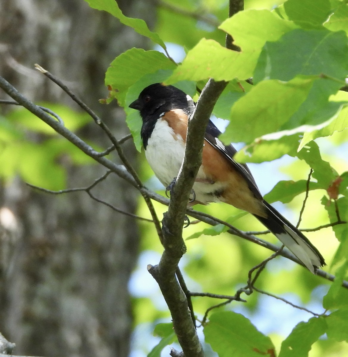 Eastern Towhee - Stella Miller