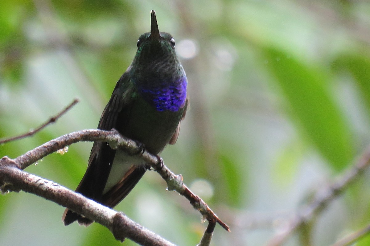 Purple-chested Hummingbird - ML58255931