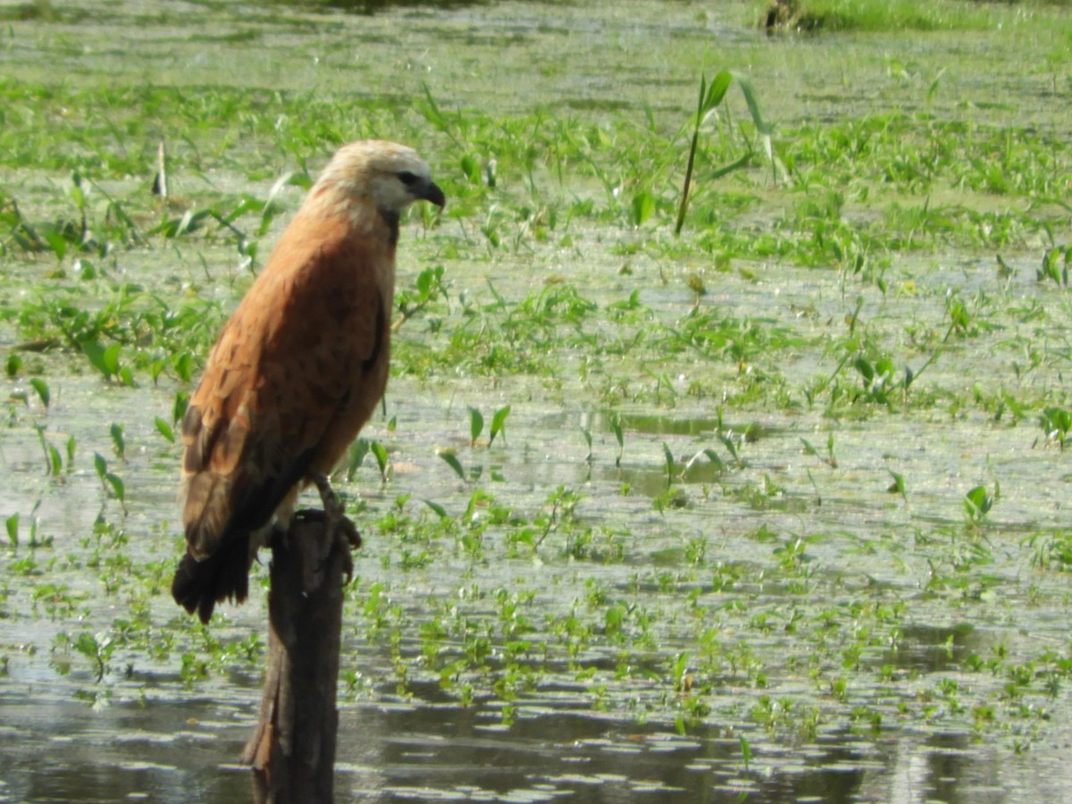 Black-collared Hawk - ML582559431