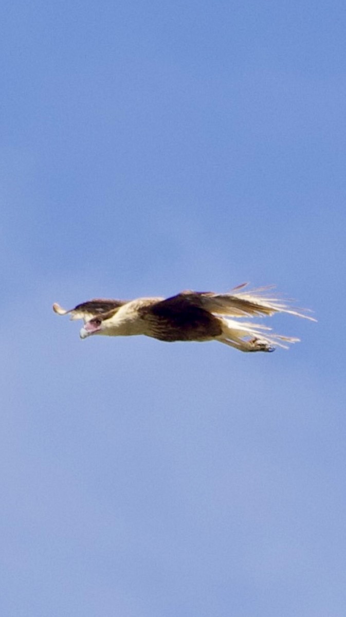 Crested Caracara - J. Breckenridge