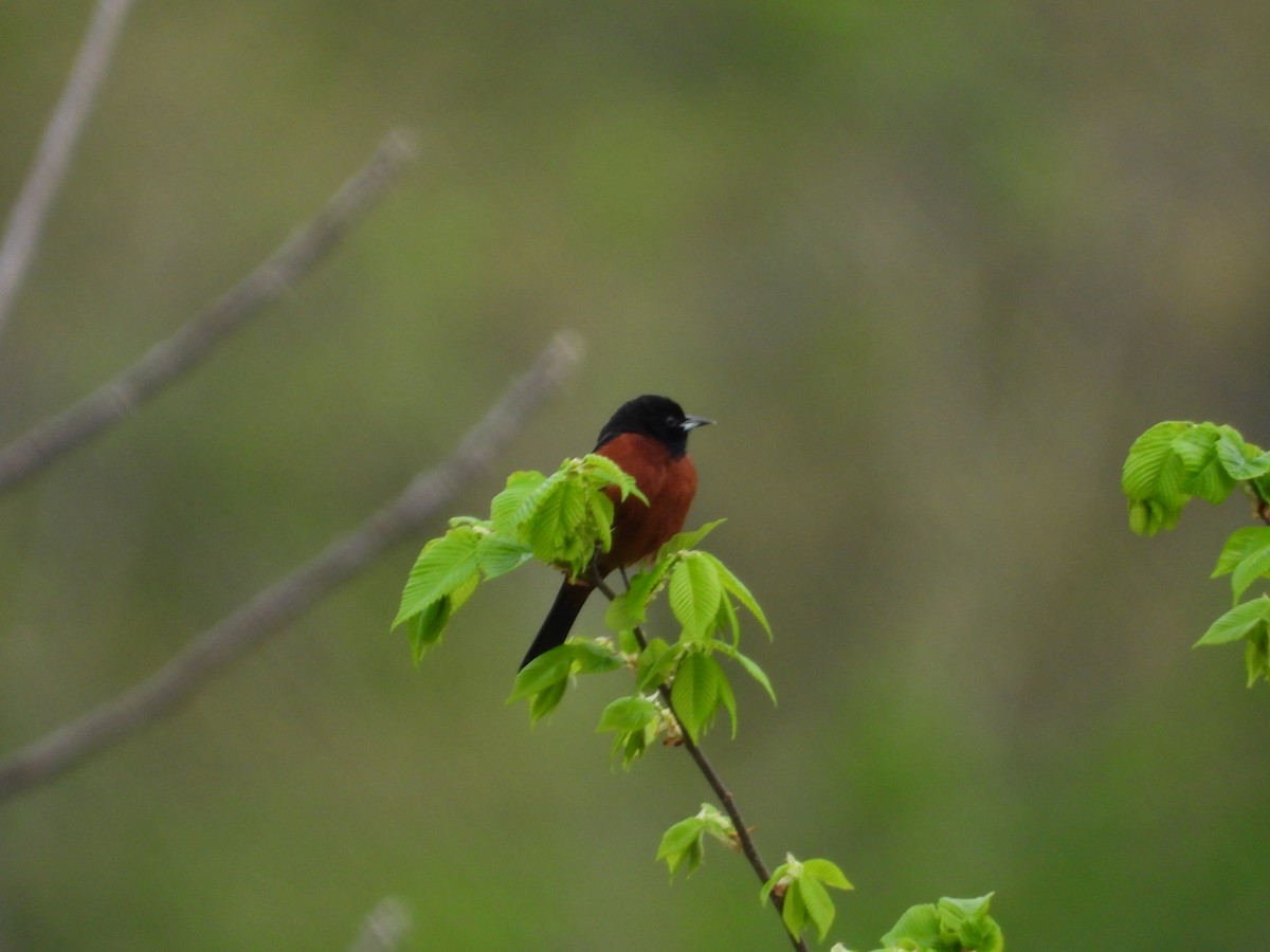 Orchard Oriole - ML582559491