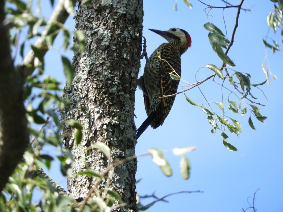 Green-barred Woodpecker - Silvia Enggist