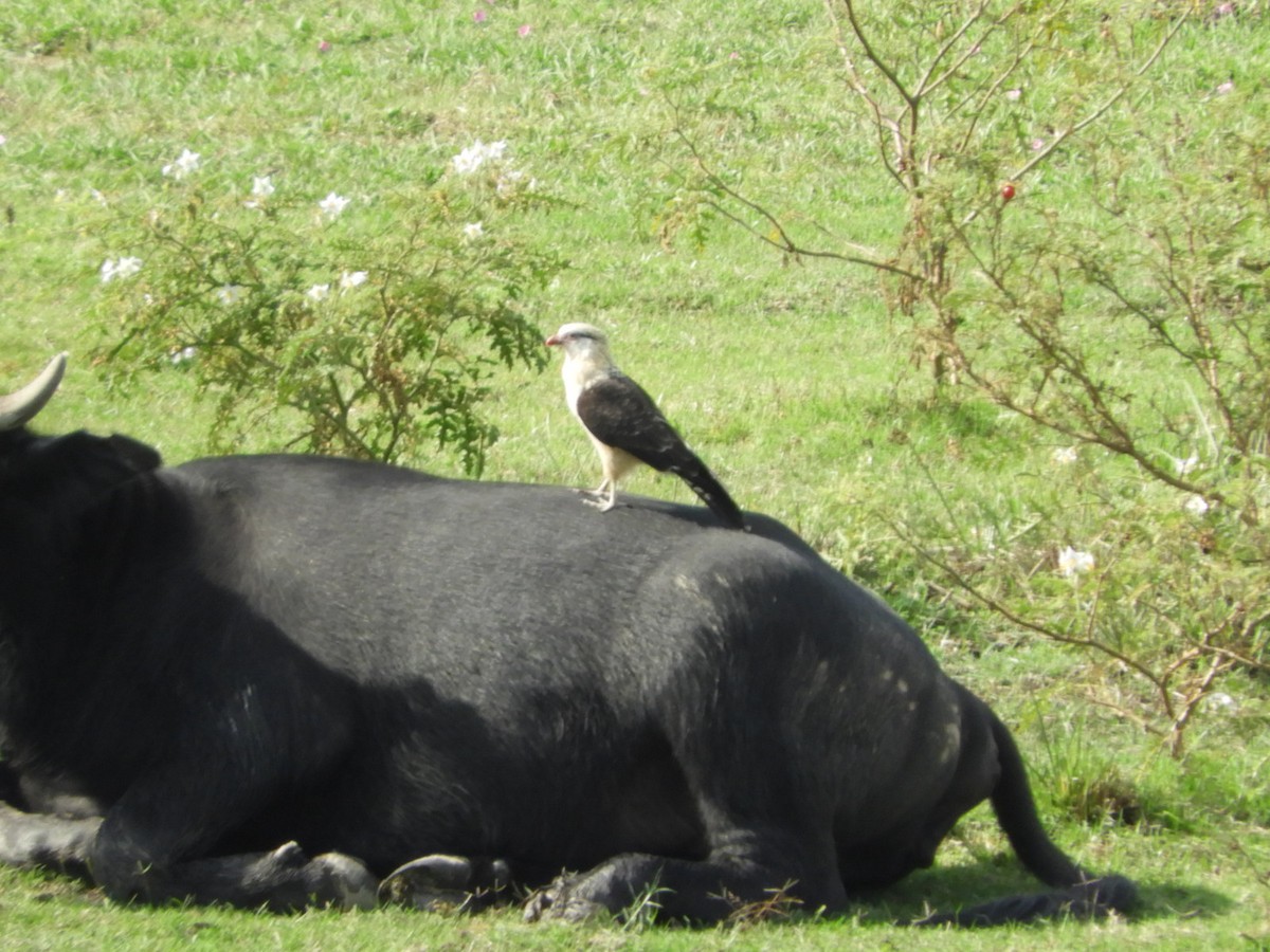 Yellow-headed Caracara - ML582559641