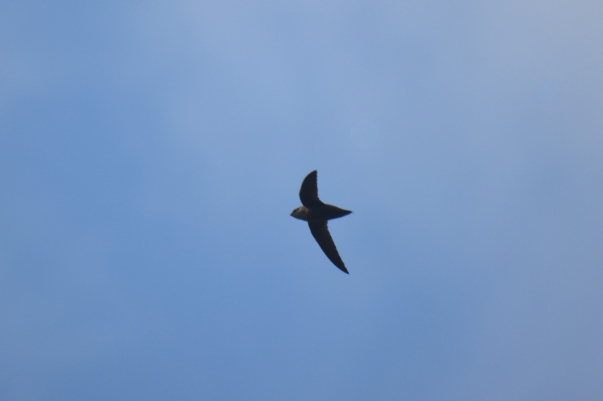 Chimney Swift - ML582559861