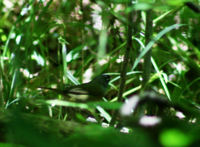 MacGillivray's Warbler - ML58256011