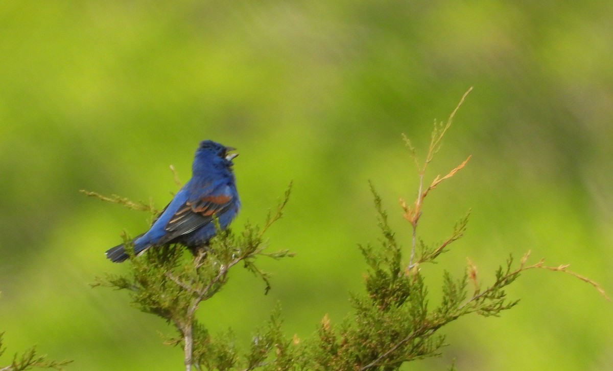 Blue Grosbeak - ML582560321