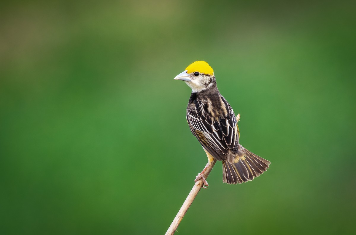 Black-breasted Weaver - ML582560681