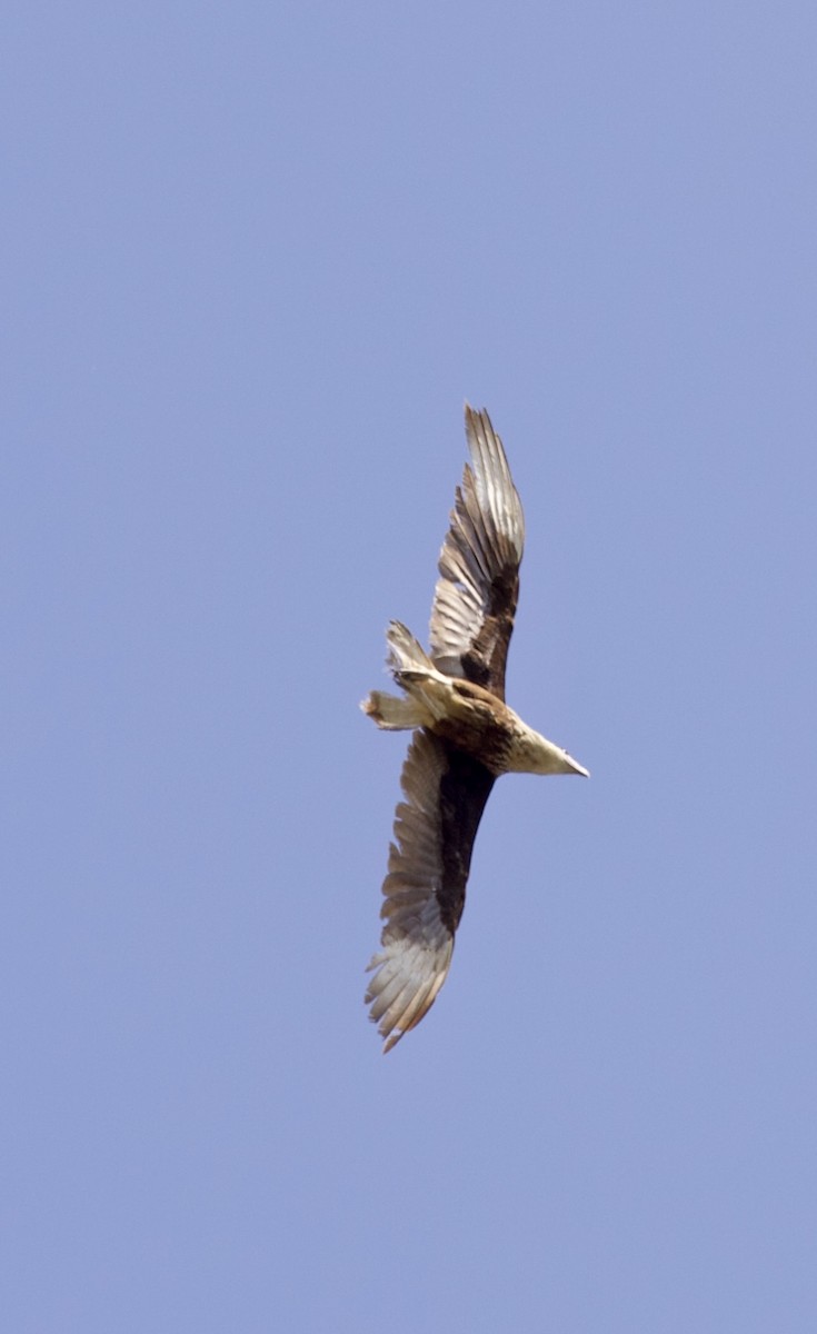 Crested Caracara - J. Breckenridge