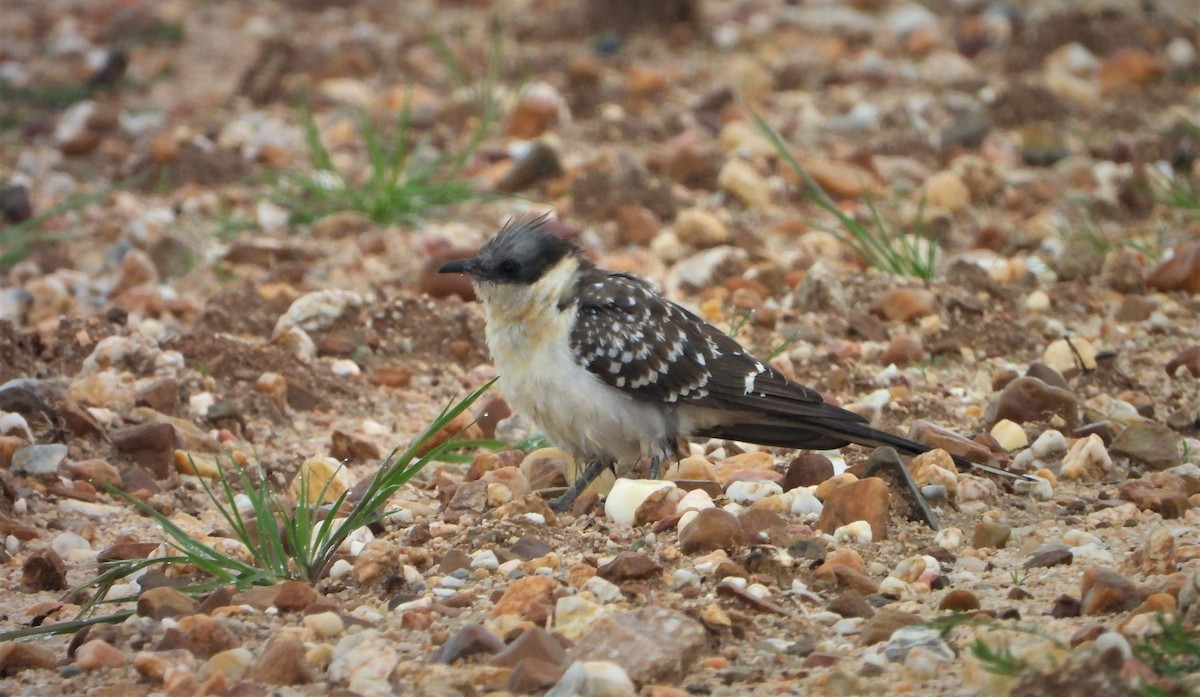 Great Spotted Cuckoo - ML582561101