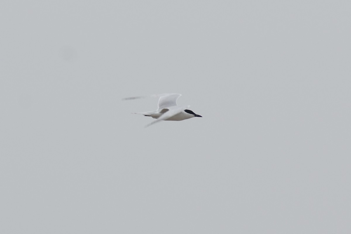 Gull-billed Tern - ML582561691
