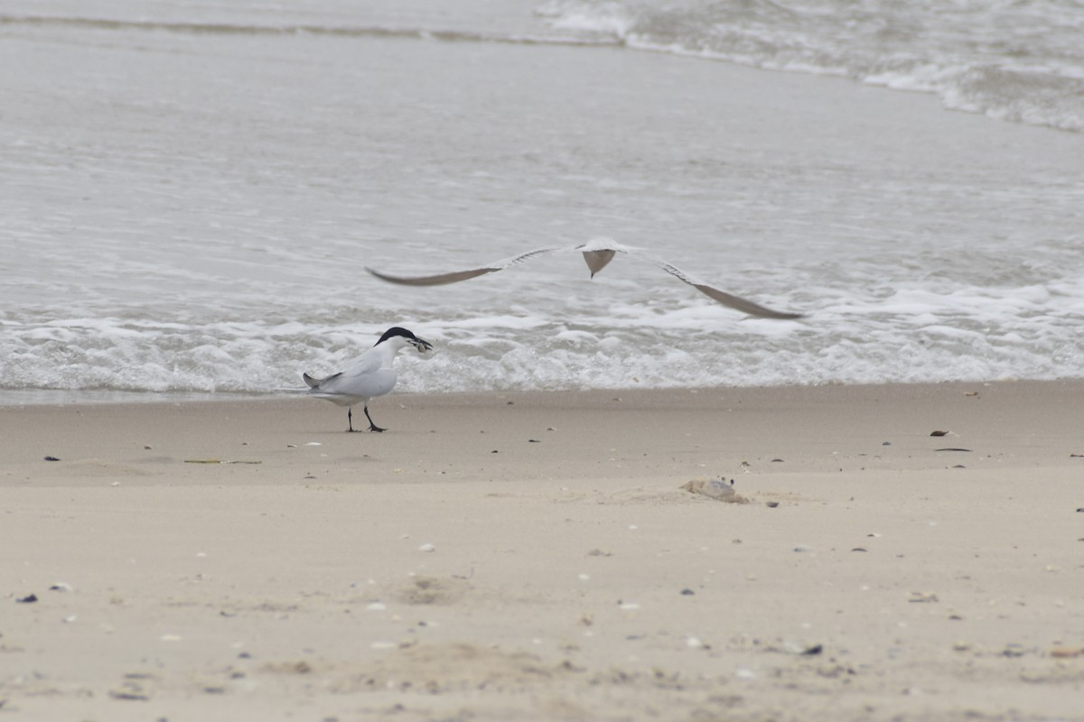Gull-billed Tern - ML582561701