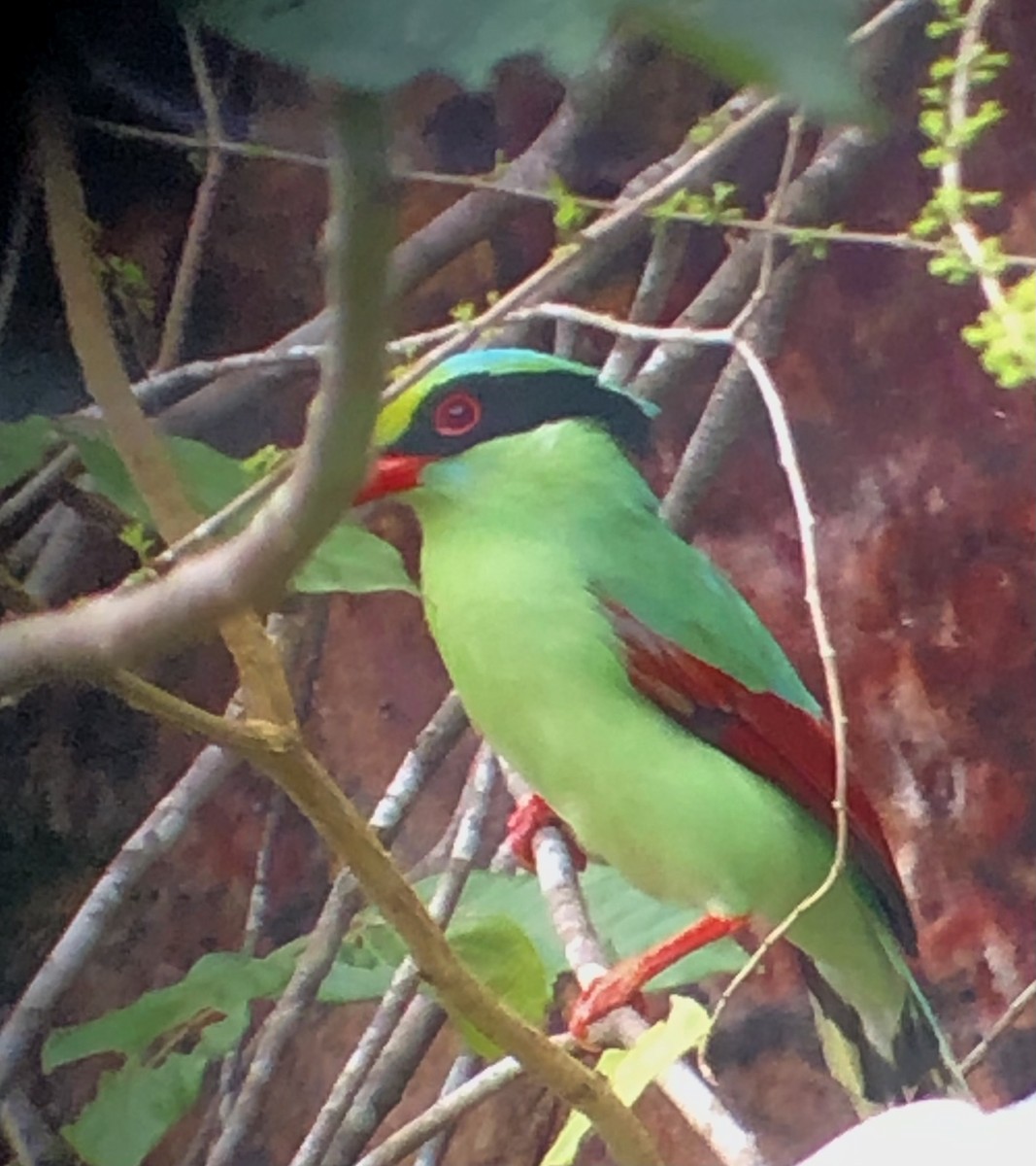 Common Green-Magpie - ML582561871