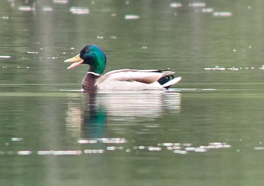 Mallard - ML582562201