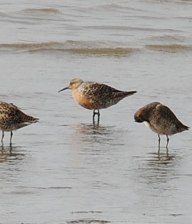 Red Knot - ML58256231