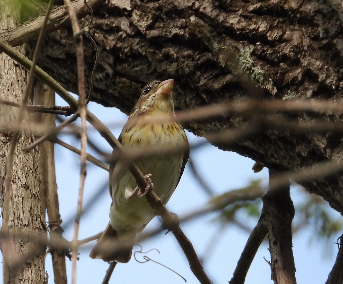 Rose-breasted Grosbeak - ML582562651