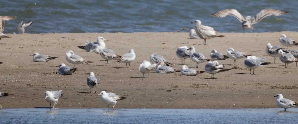 Ring-billed Gull - ML582562801