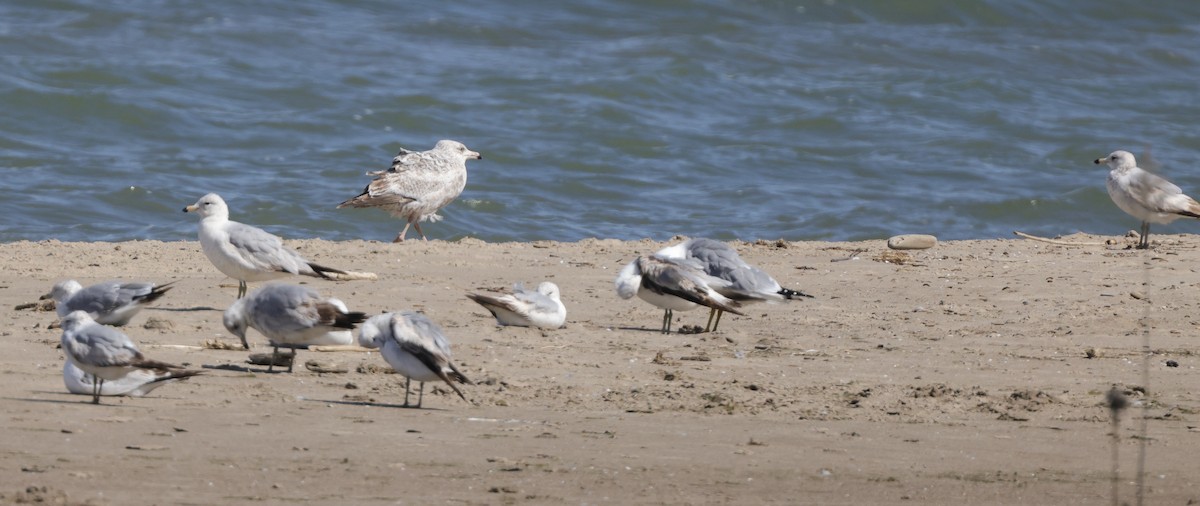 Gaviota Argéntea (americana) - ML582562851