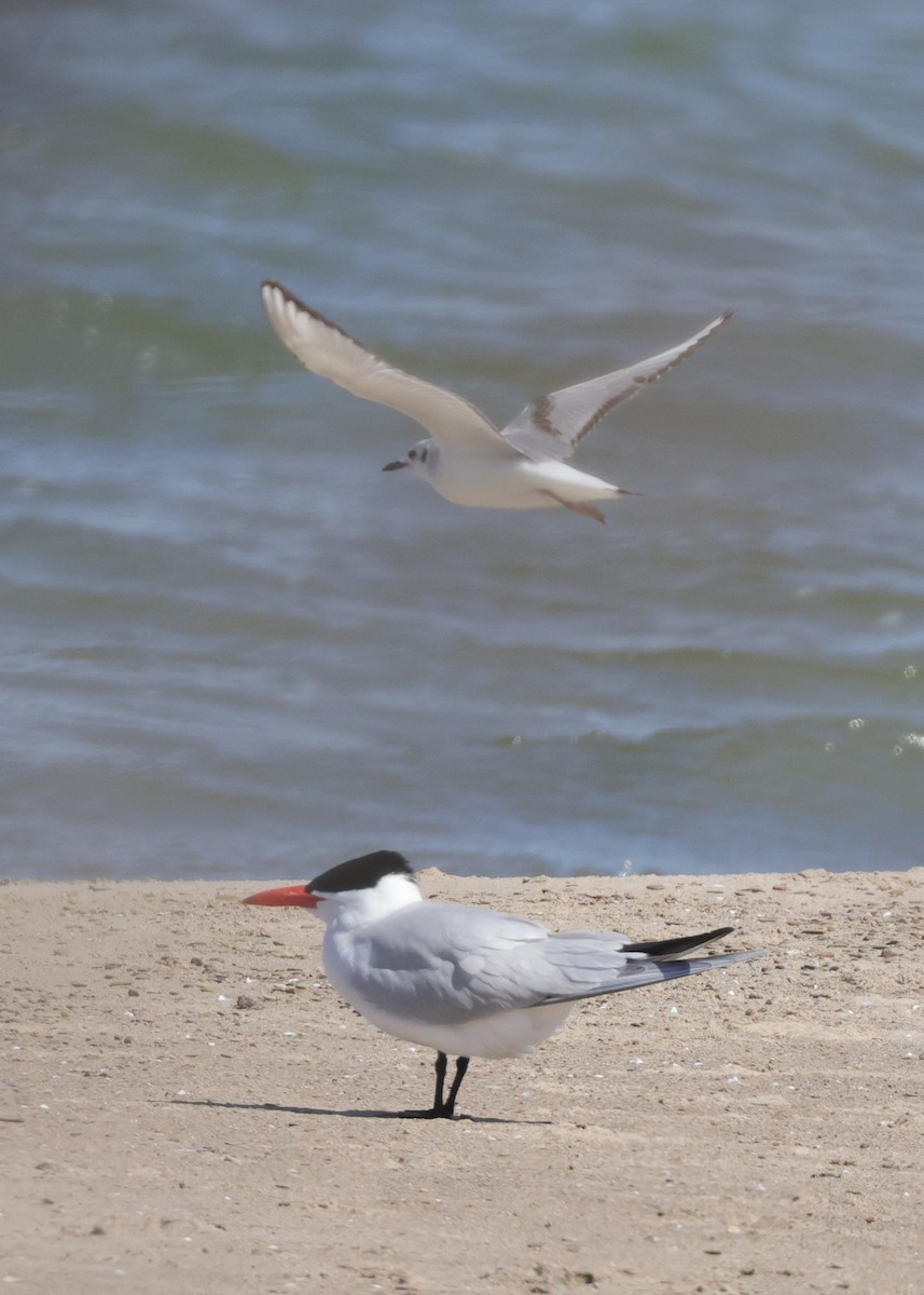 Caspian Tern - ML582563061