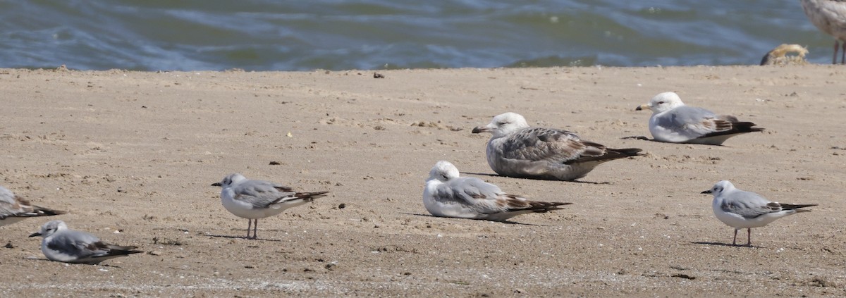 Bonaparte's Gull - Tim Lenz