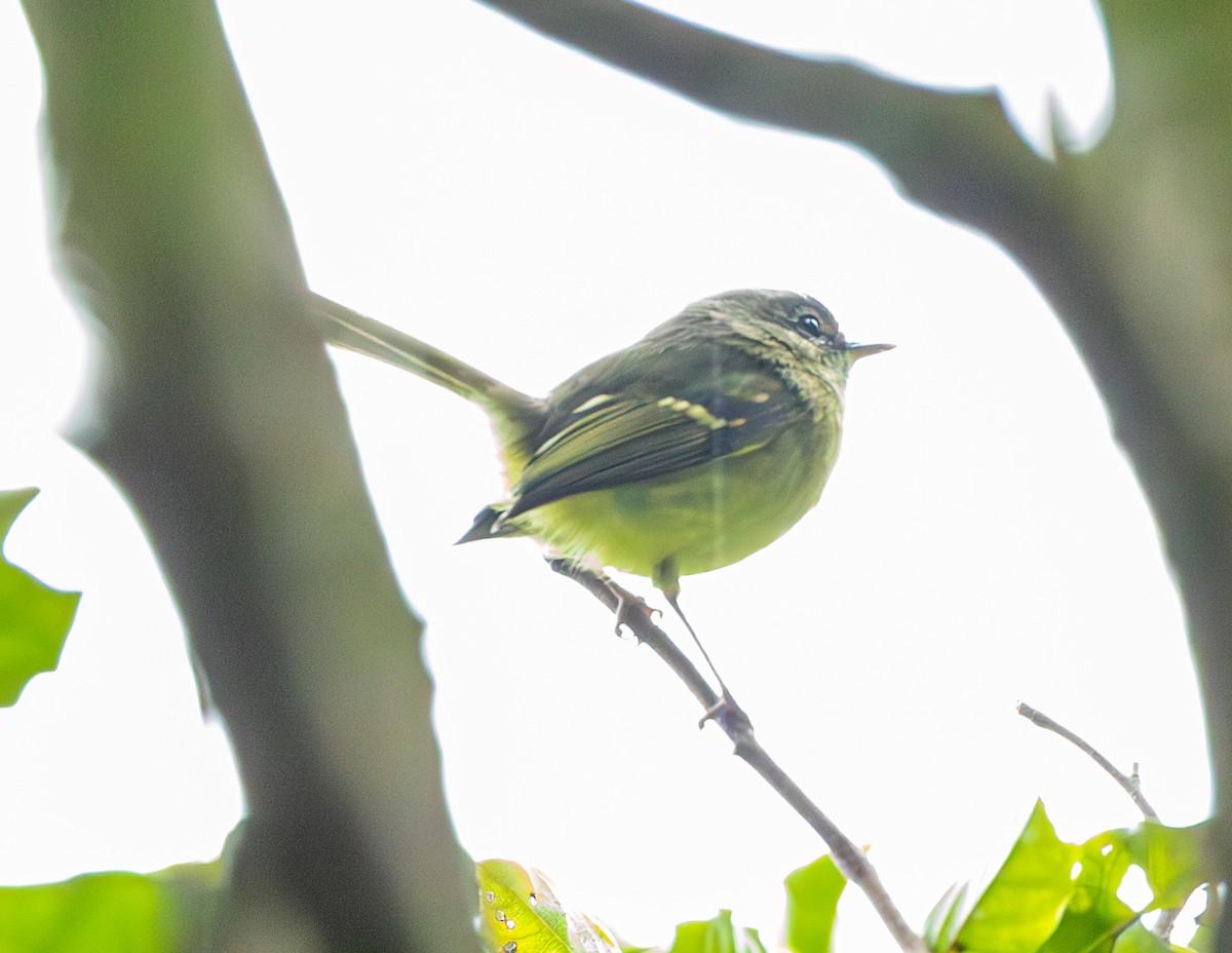 Mottle-cheeked Tyrannulet - ML582563661