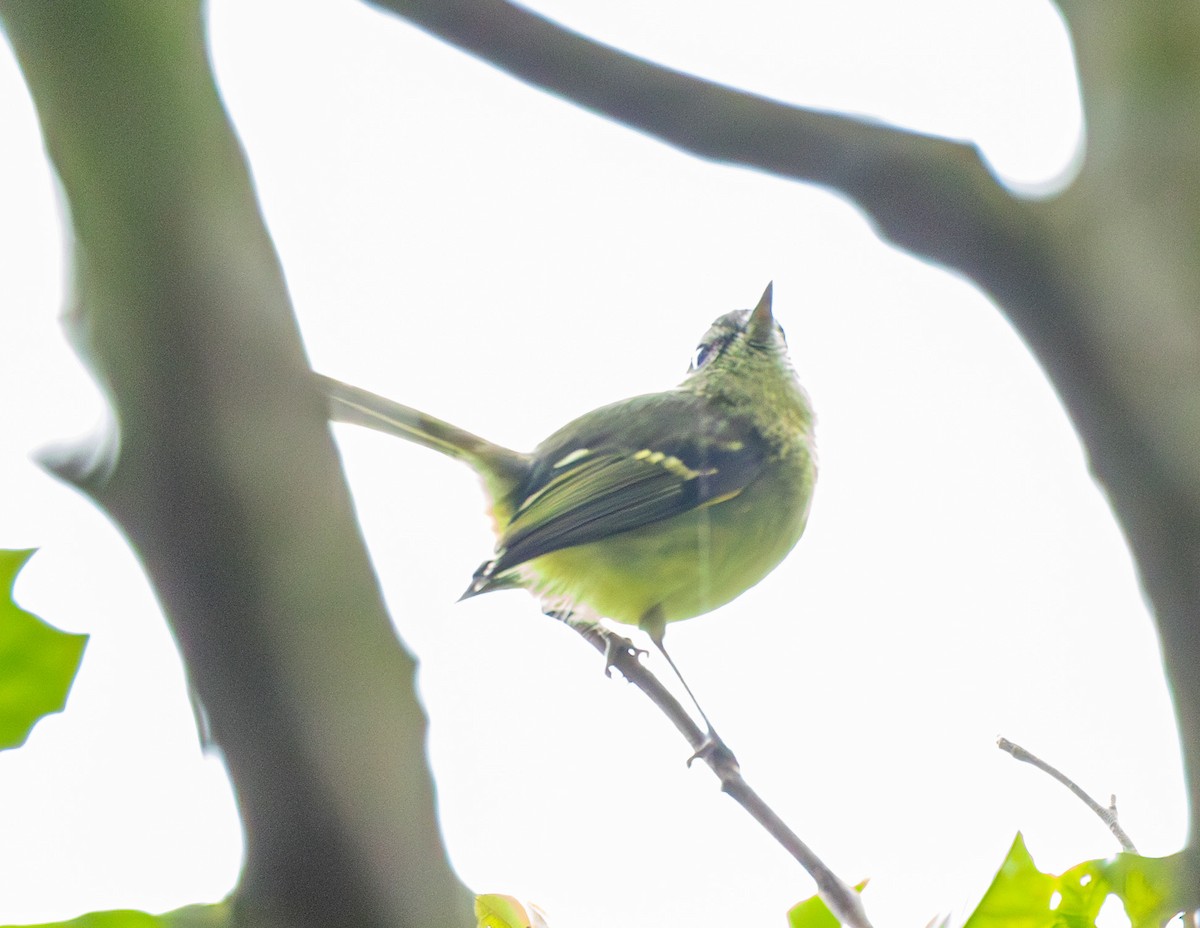 Mottle-cheeked Tyrannulet - ML582563671