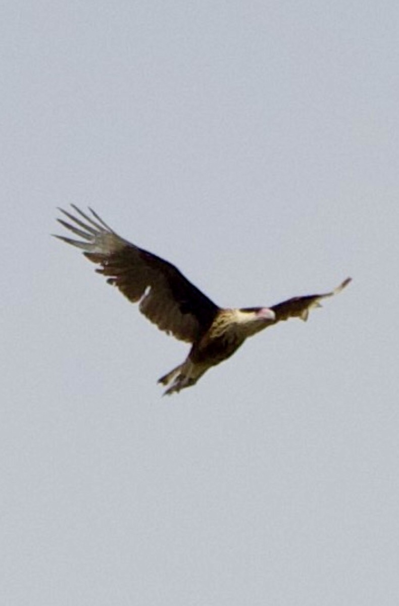 Crested Caracara - J. Breckenridge