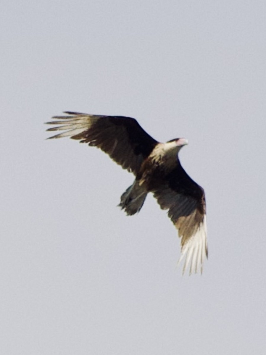 Crested Caracara - ML582563991