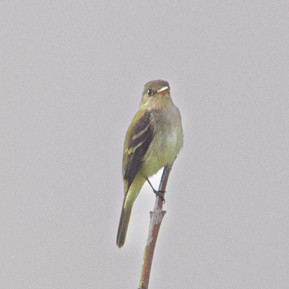 Willow Flycatcher - ML582565151