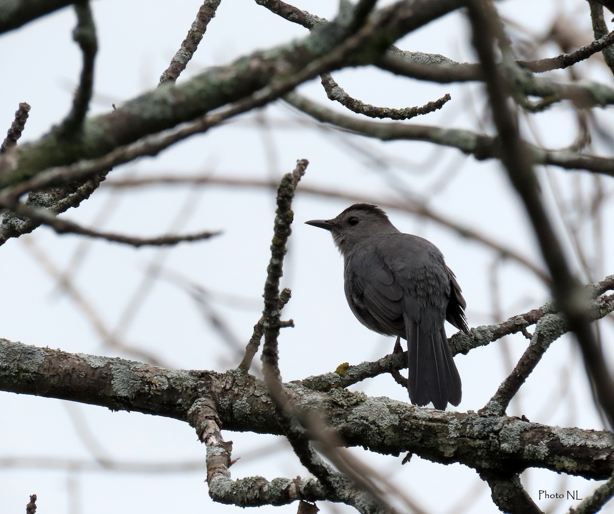 Gray Catbird - ML582565211