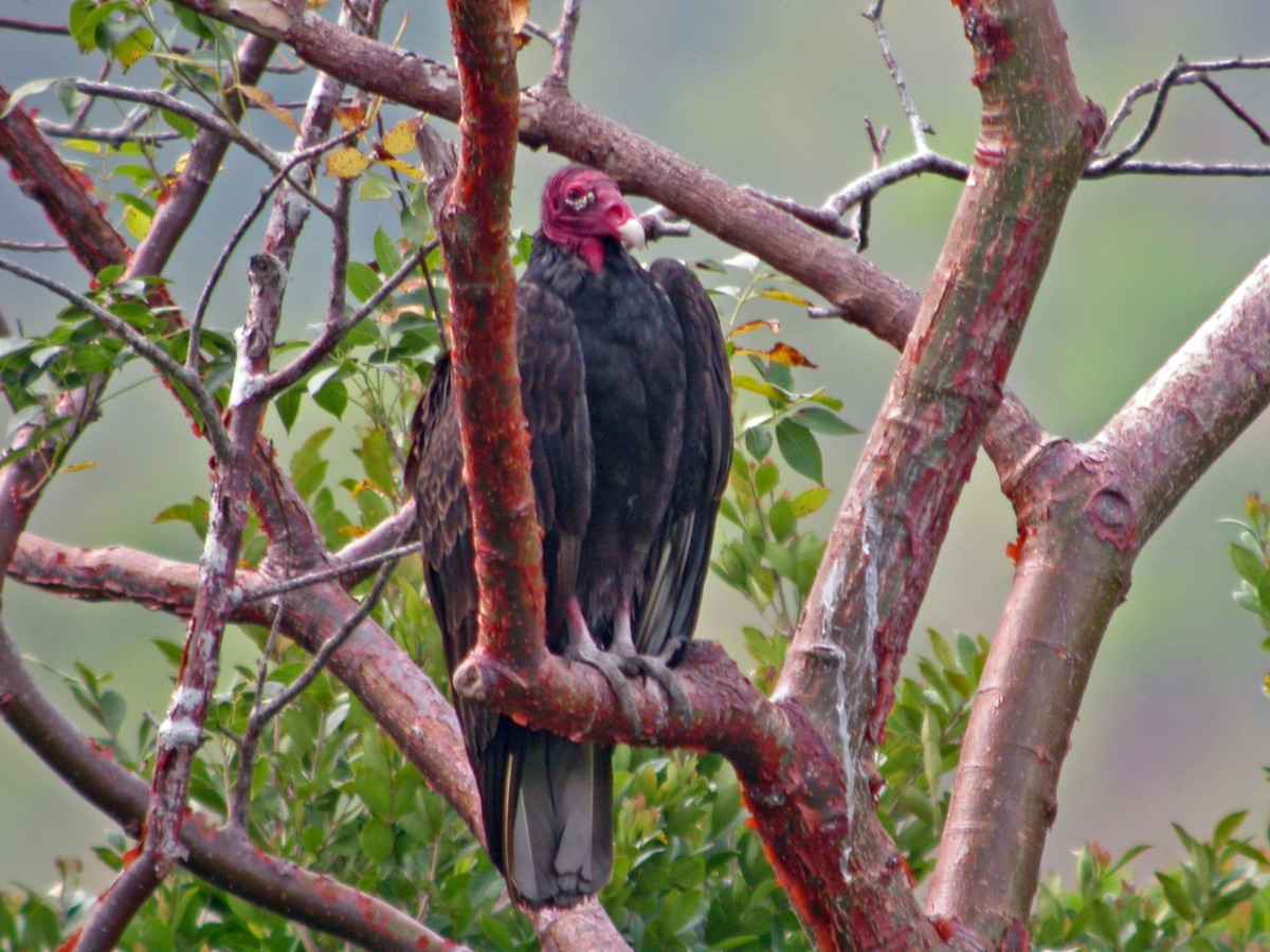 Turkey Vulture (Northern) - Stephen and Felicia Cook