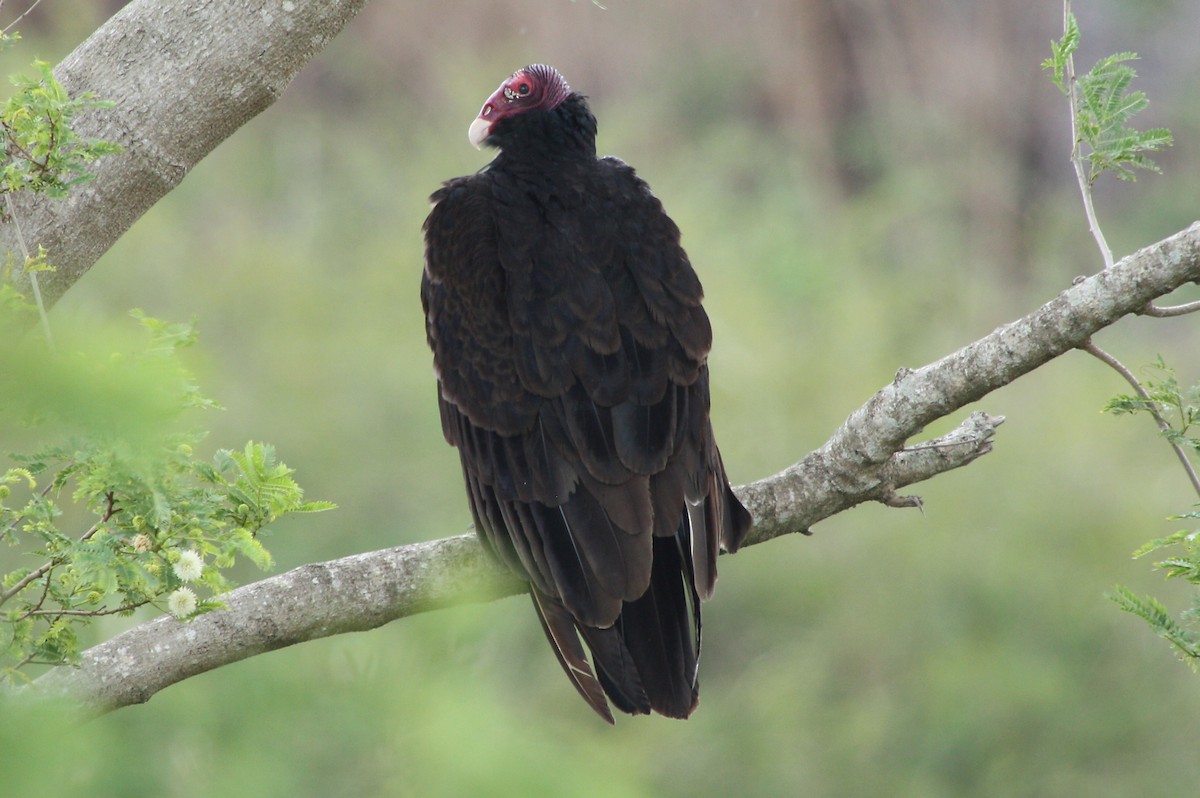 Turkey Vulture (Northern) - Stephen and Felicia Cook