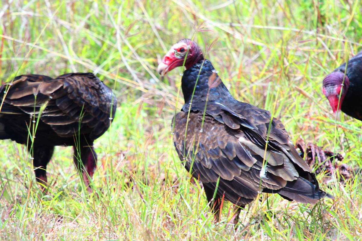 Turkey Vulture (Northern) - Stephen and Felicia Cook