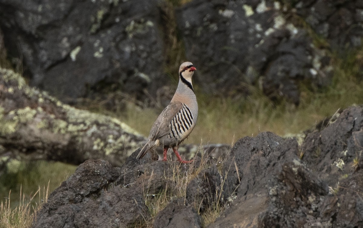 Chukar - ML582565701