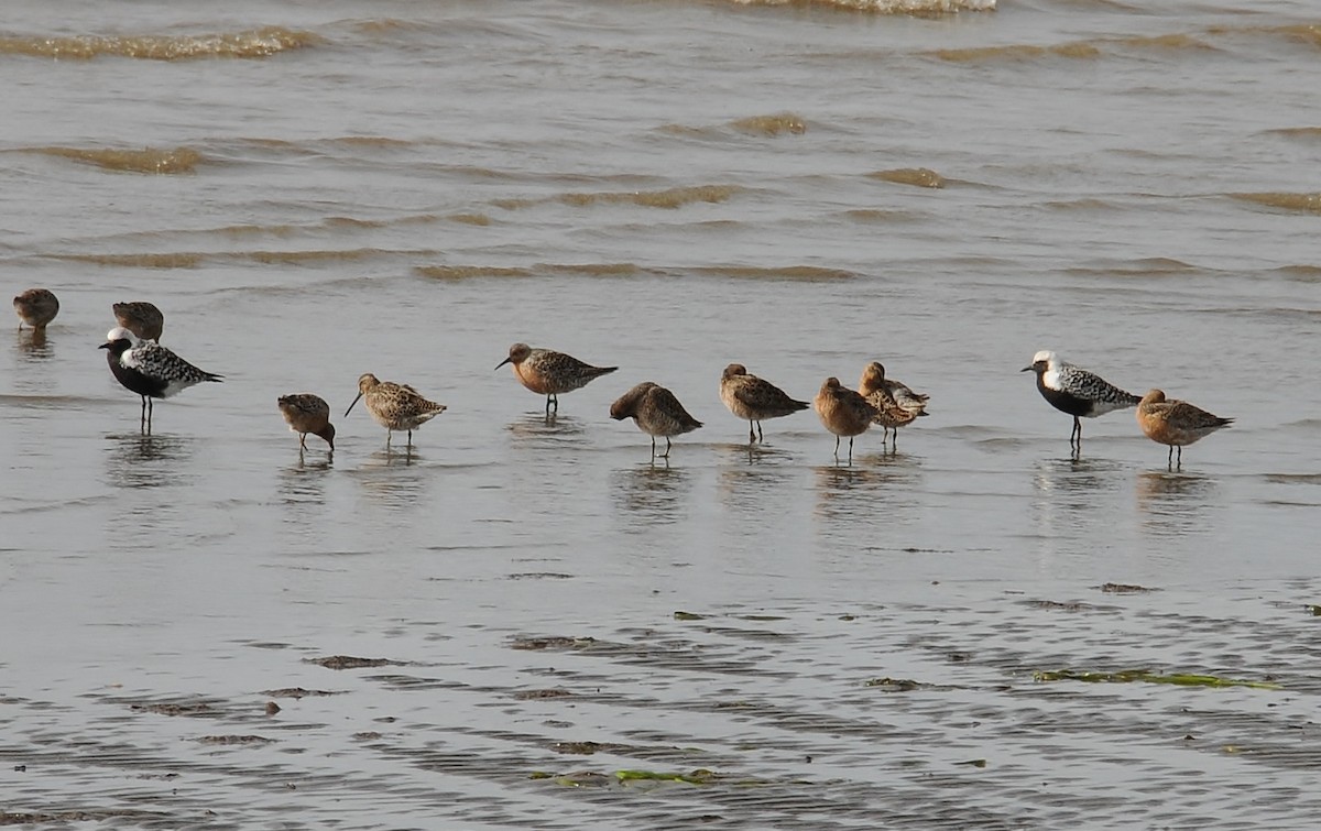 Black-bellied Plover - ML58256691