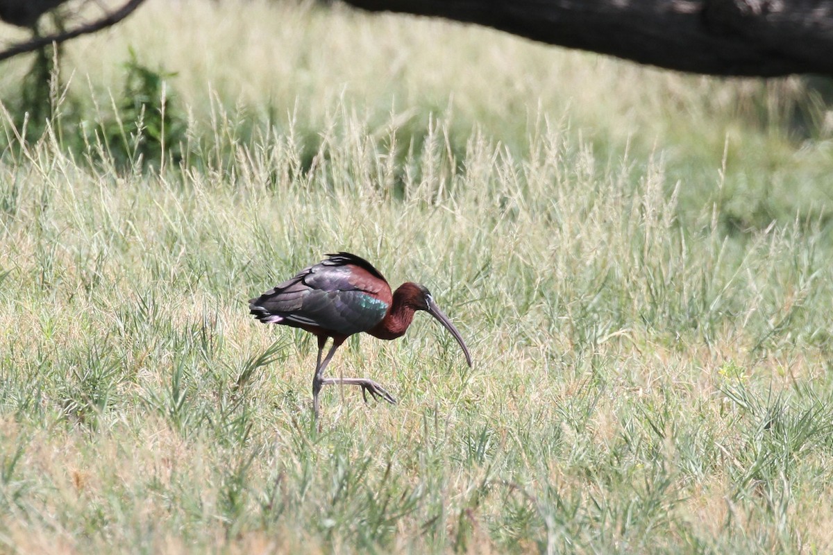 Glossy Ibis - Geoffrey A. Williamson