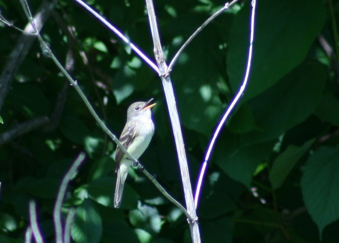 Willow Flycatcher - ML58256751