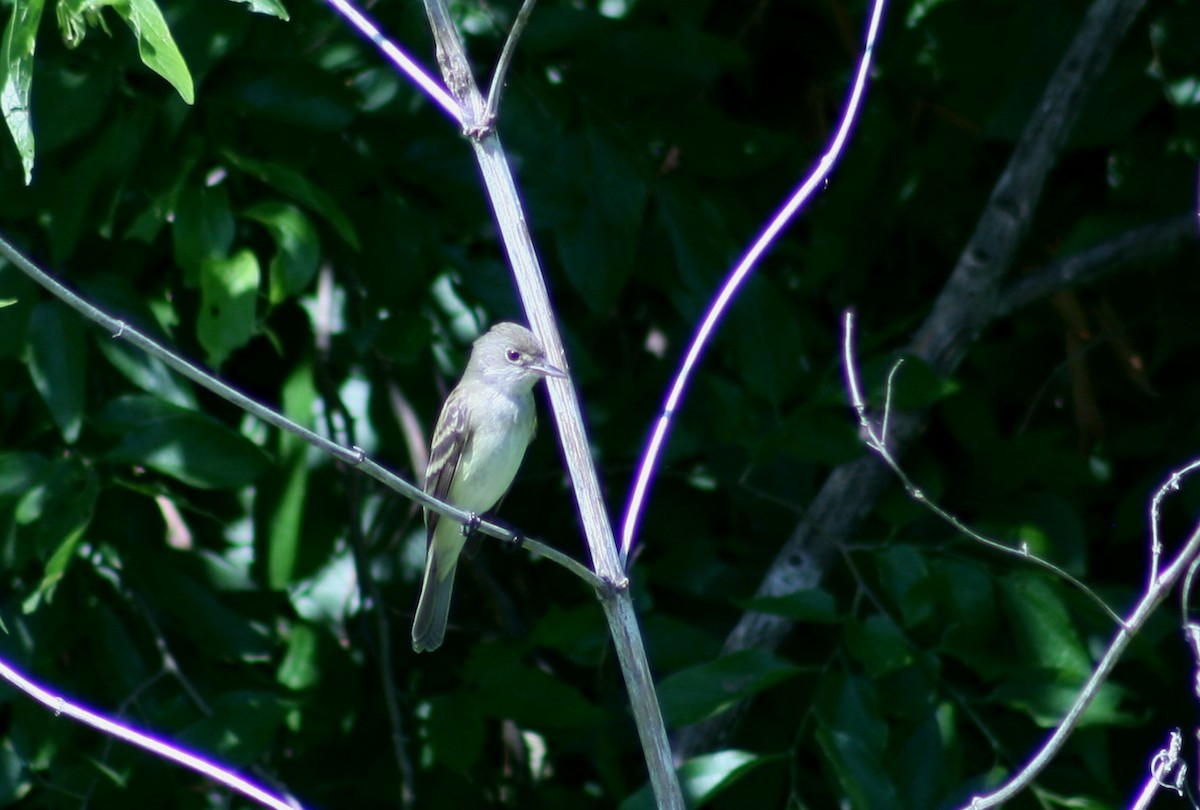 Willow Flycatcher - ML58256761