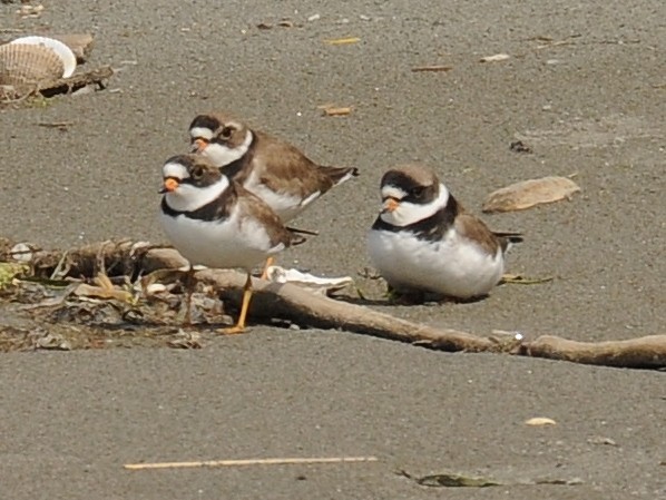 Semipalmated Plover - ML58256941