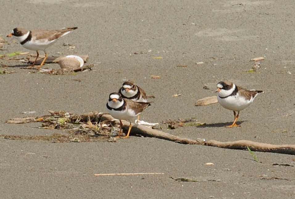 Semipalmated Plover - ML58256951