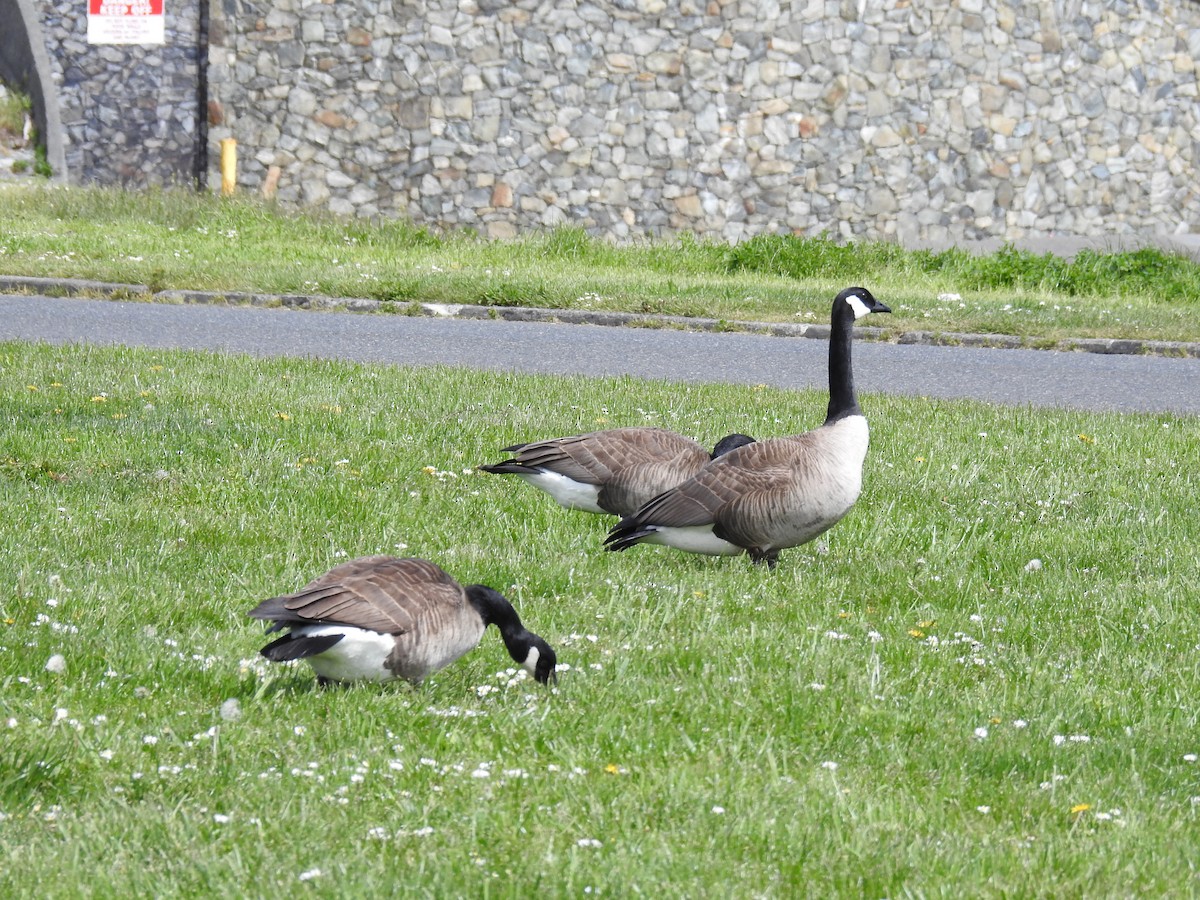 Canada Goose - ML58256961