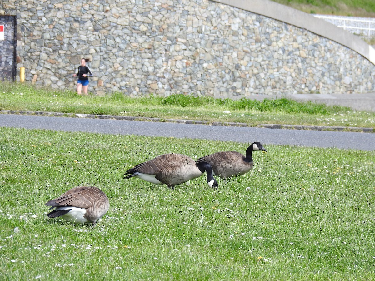 Canada Goose - ML58257011