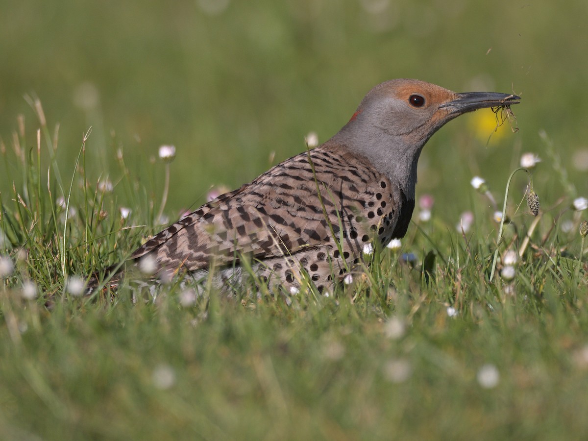 Northern Flicker (Yellow-shafted x Red-shafted) - ML582570591