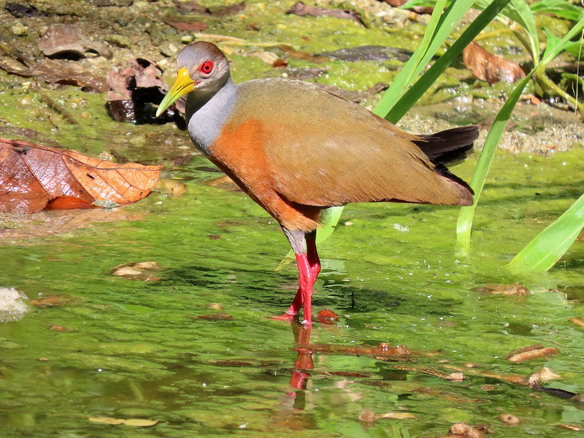 Gray-cowled Wood-Rail - Manuel Pérez R.