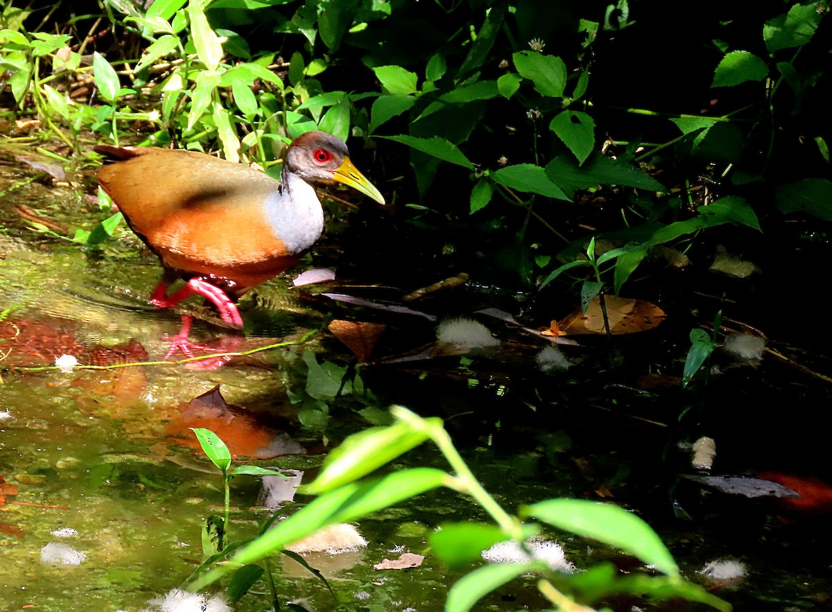 Gray-cowled Wood-Rail - Manuel Pérez R.