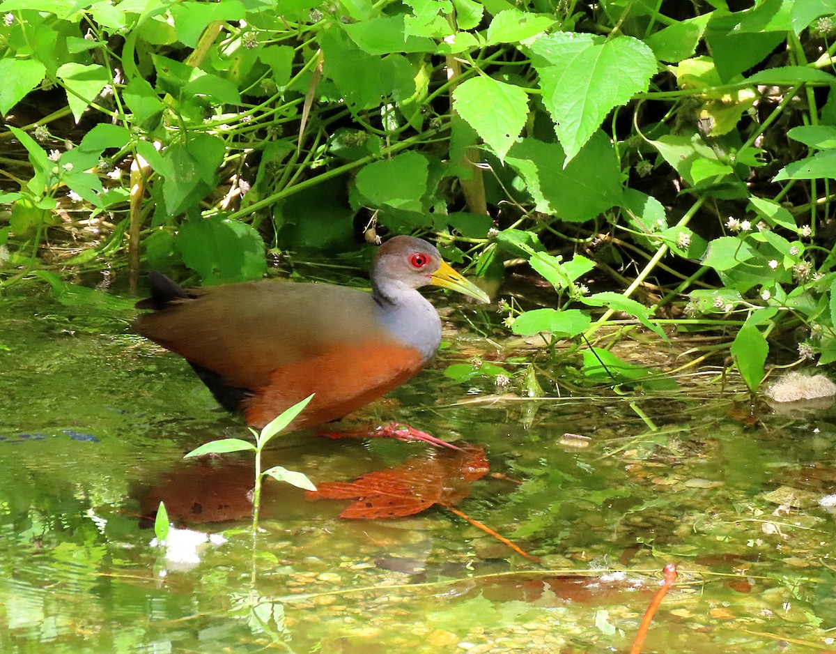 Gray-cowled Wood-Rail - Manuel Pérez R.